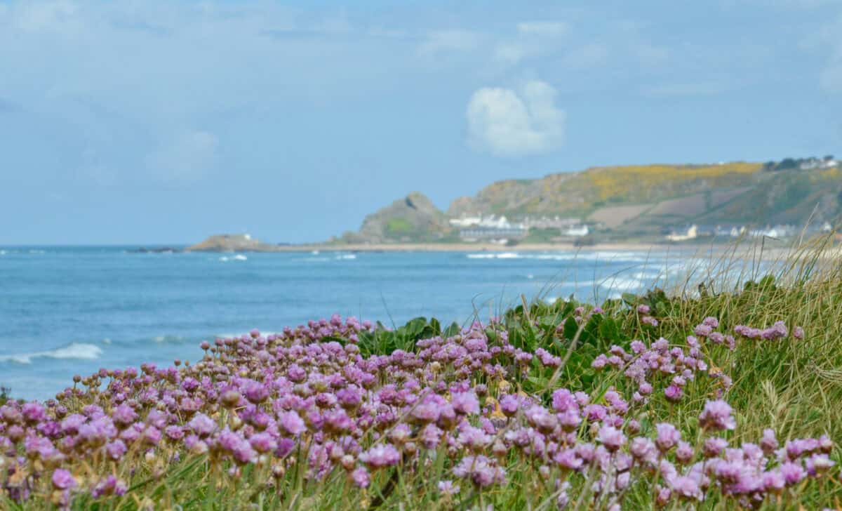 Pink sea thrift on top of the big bunker near L'Ouzière Slip