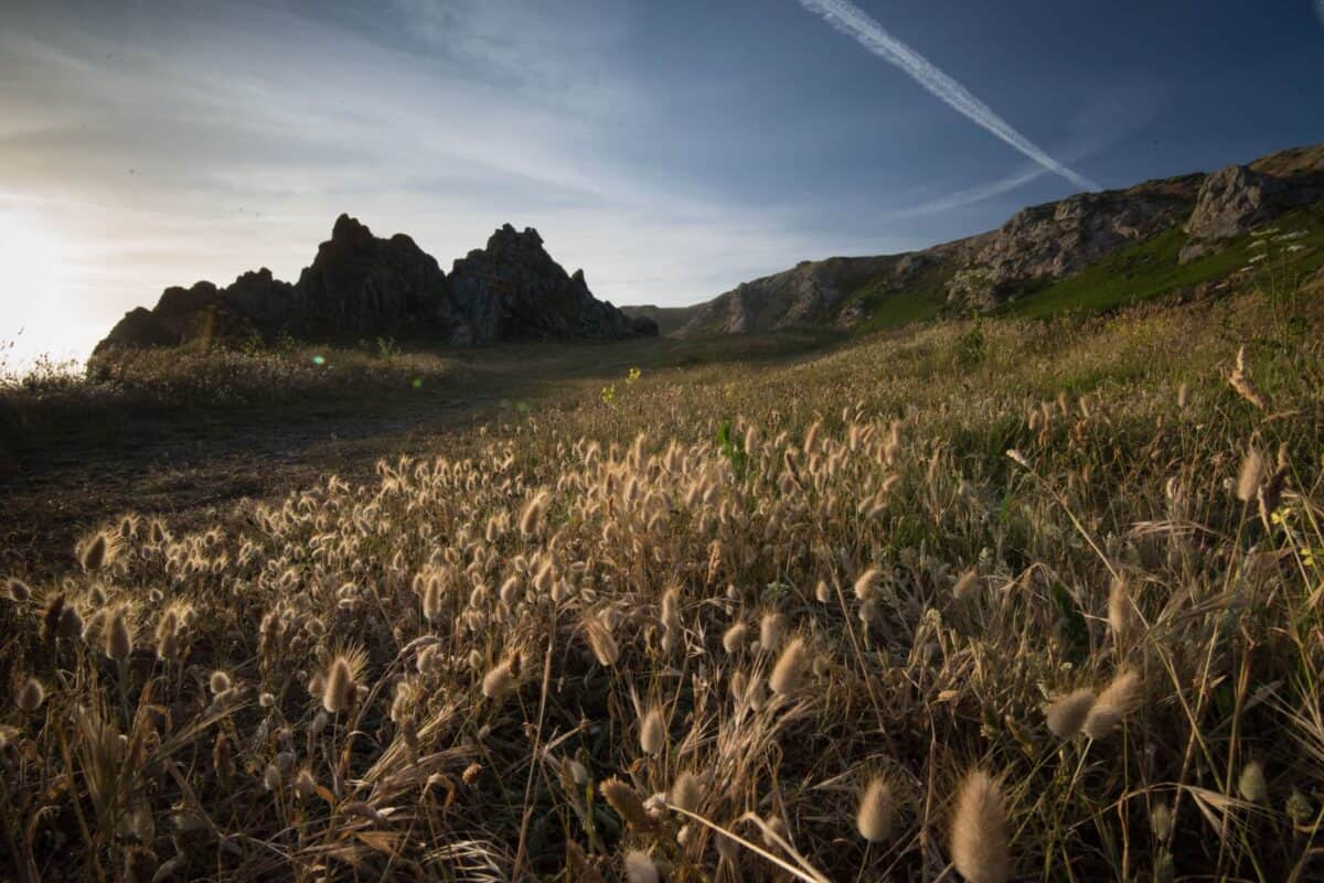 Cliffs at Le Pulec with wild hare's tail grasses, St. Ouen