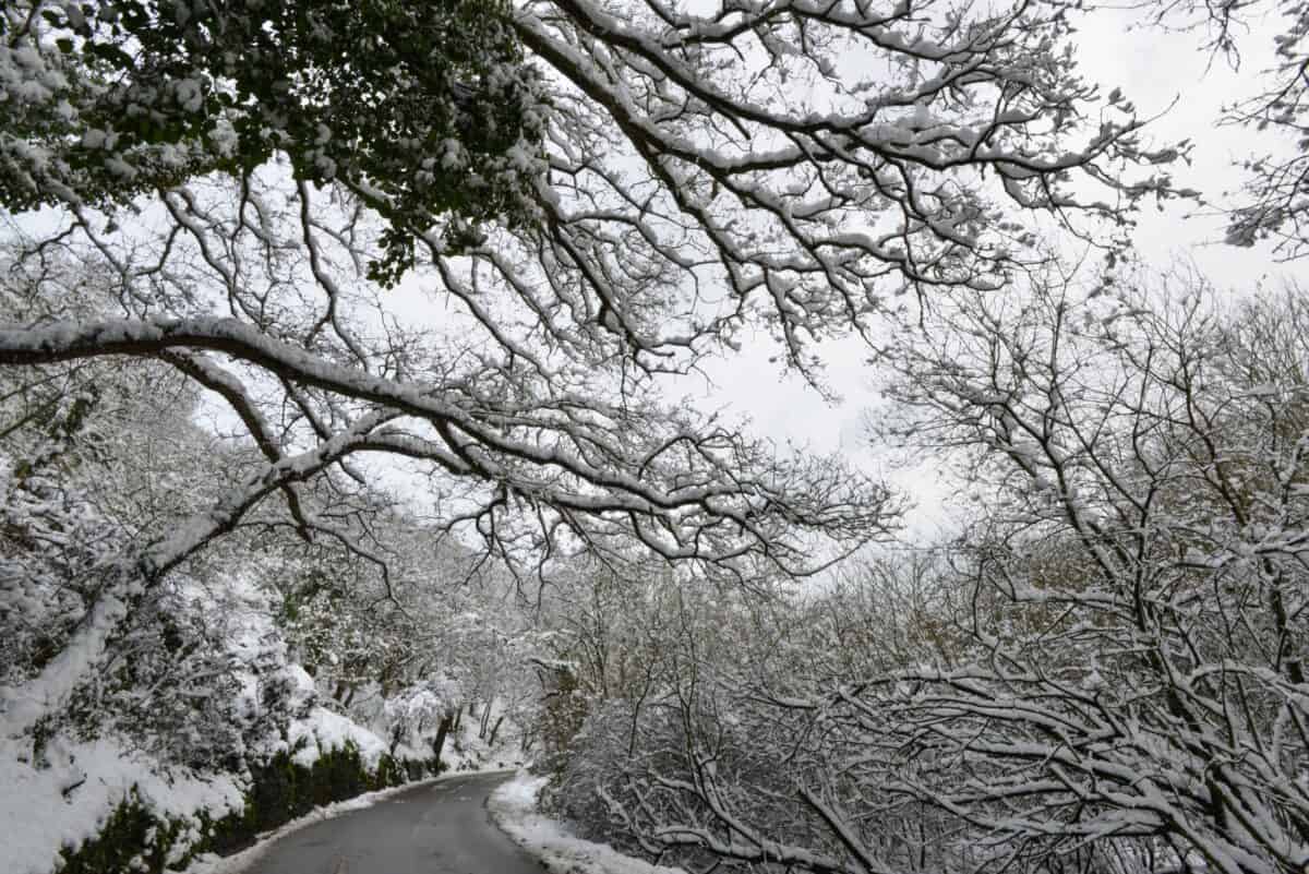 Snow on the branches of the trees in St. Peter's Valley, St. Peter