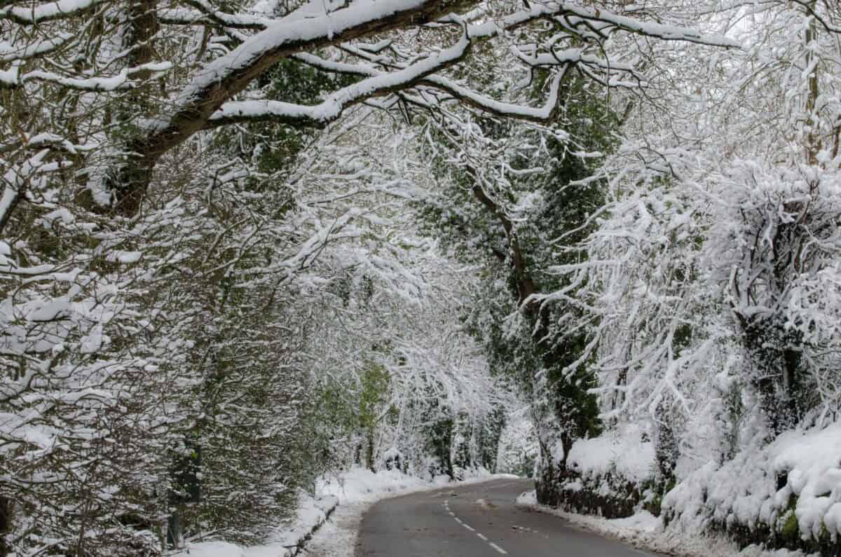 Snow on the branches of the trees in St. Peter's Valley, St. Peter