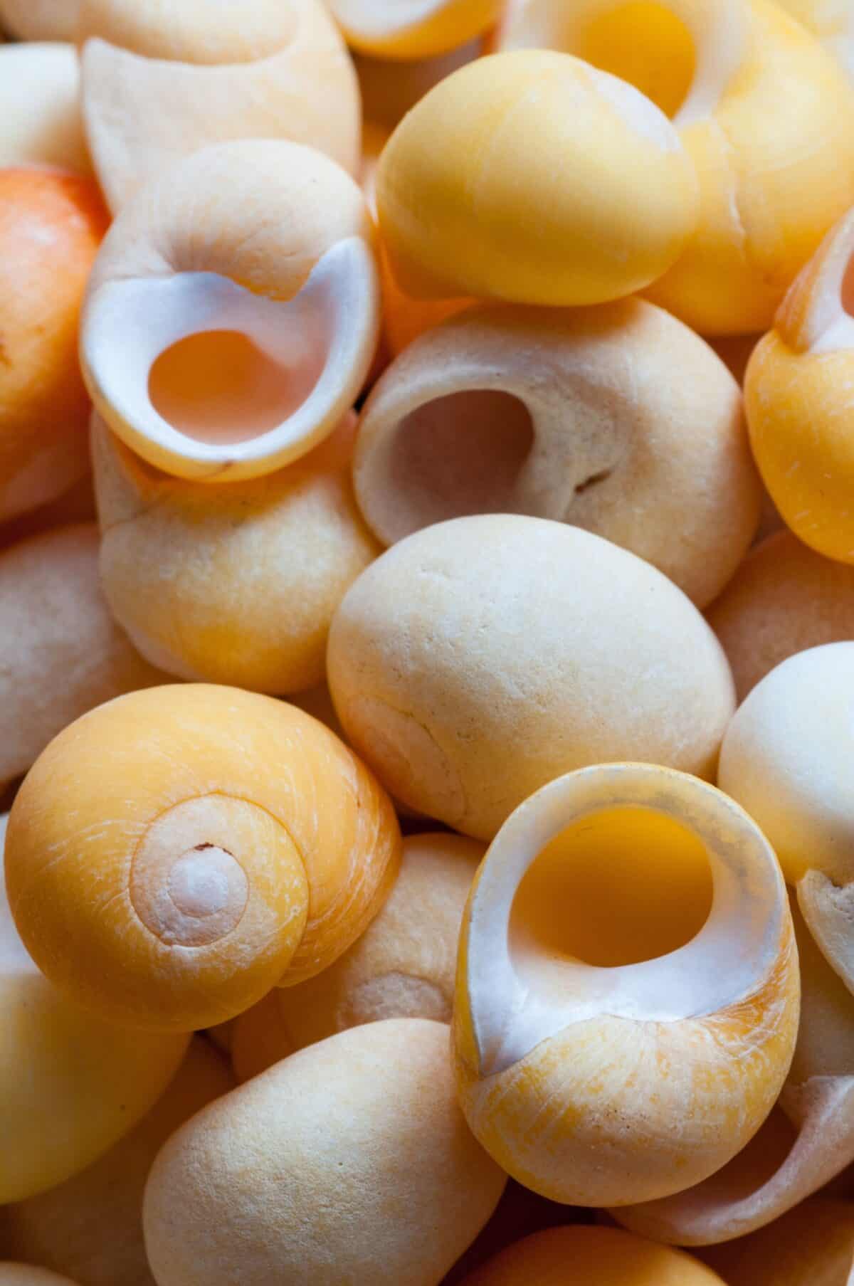 Close up of some little yellow winkle shells, Jersey