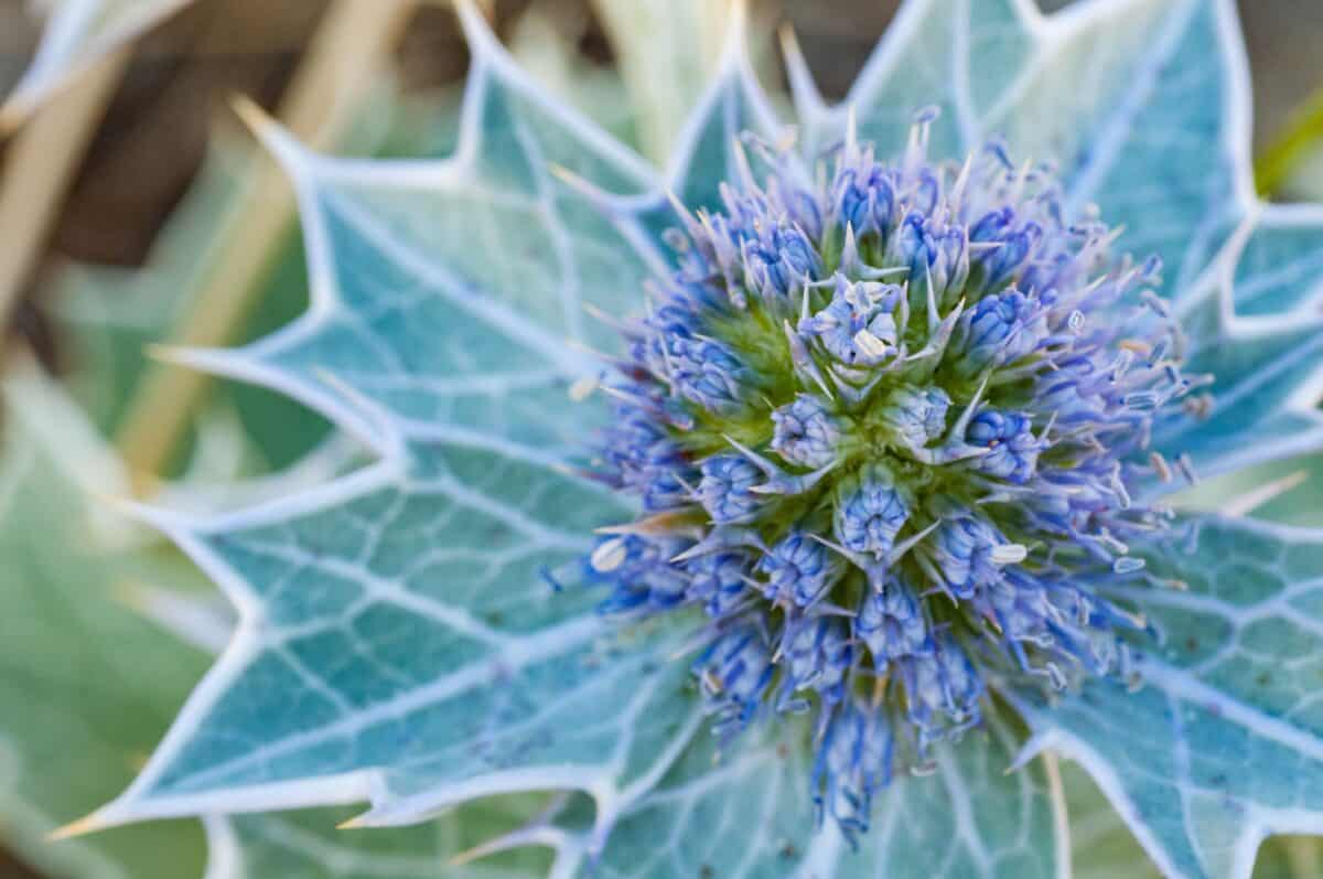 Spikey blue flower at La Carrière, St. Brelade, Jersey