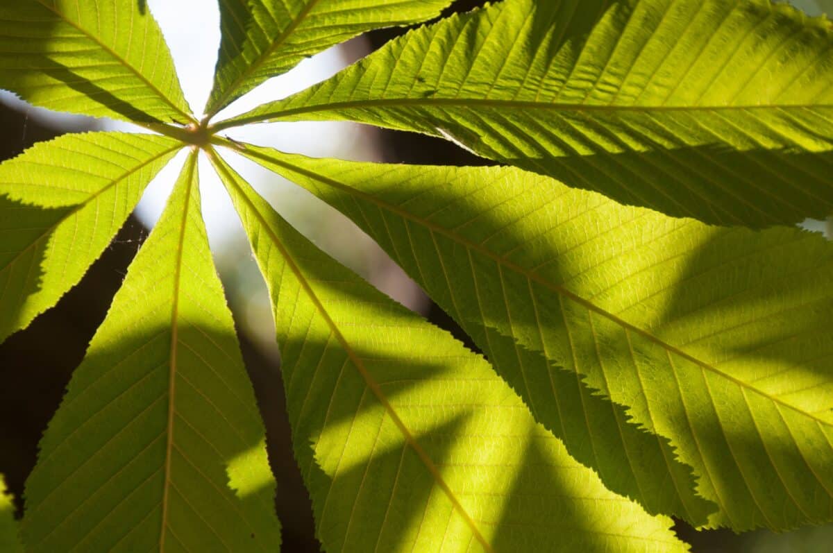 Sunlight through the leaves at The Railway Walk, St. Brelade