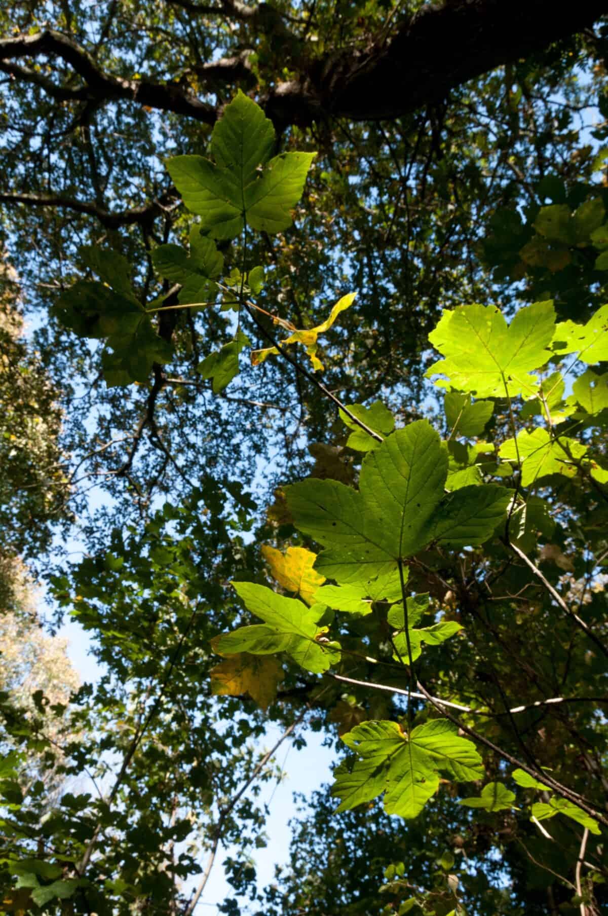 Sunlit leaves in Waterworks Valley, St. Lawrence, Jersey