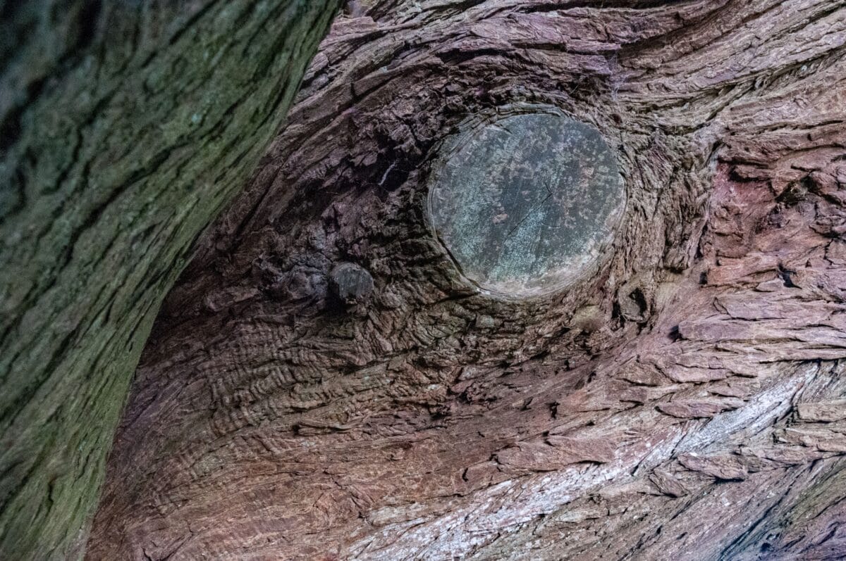 Textured bark on old trees at Grantez Ridge, St. Ouen, Jersey