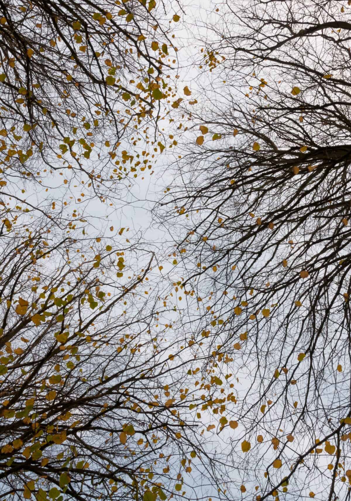 The last leaves on winter trees at Jersey Zoo (Durrell), Trinity