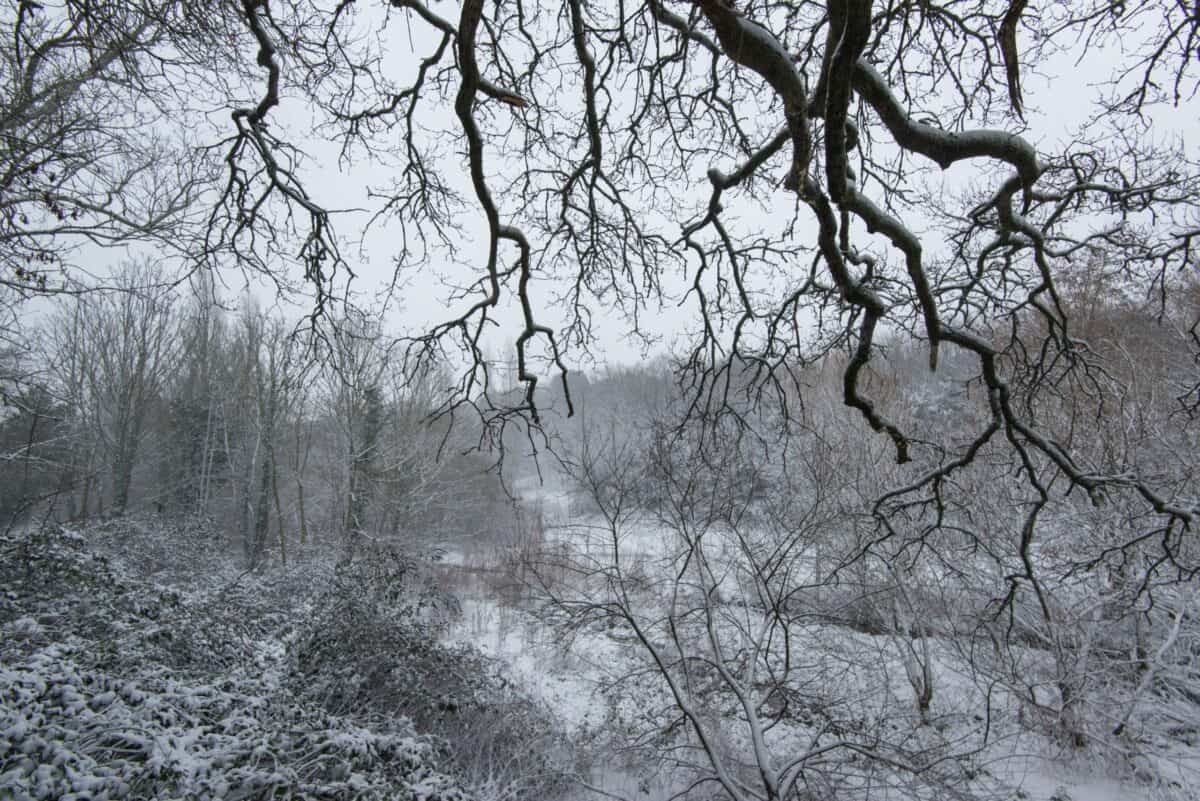 Trees in the snow at Waterworks Valley, St. Lawrence
