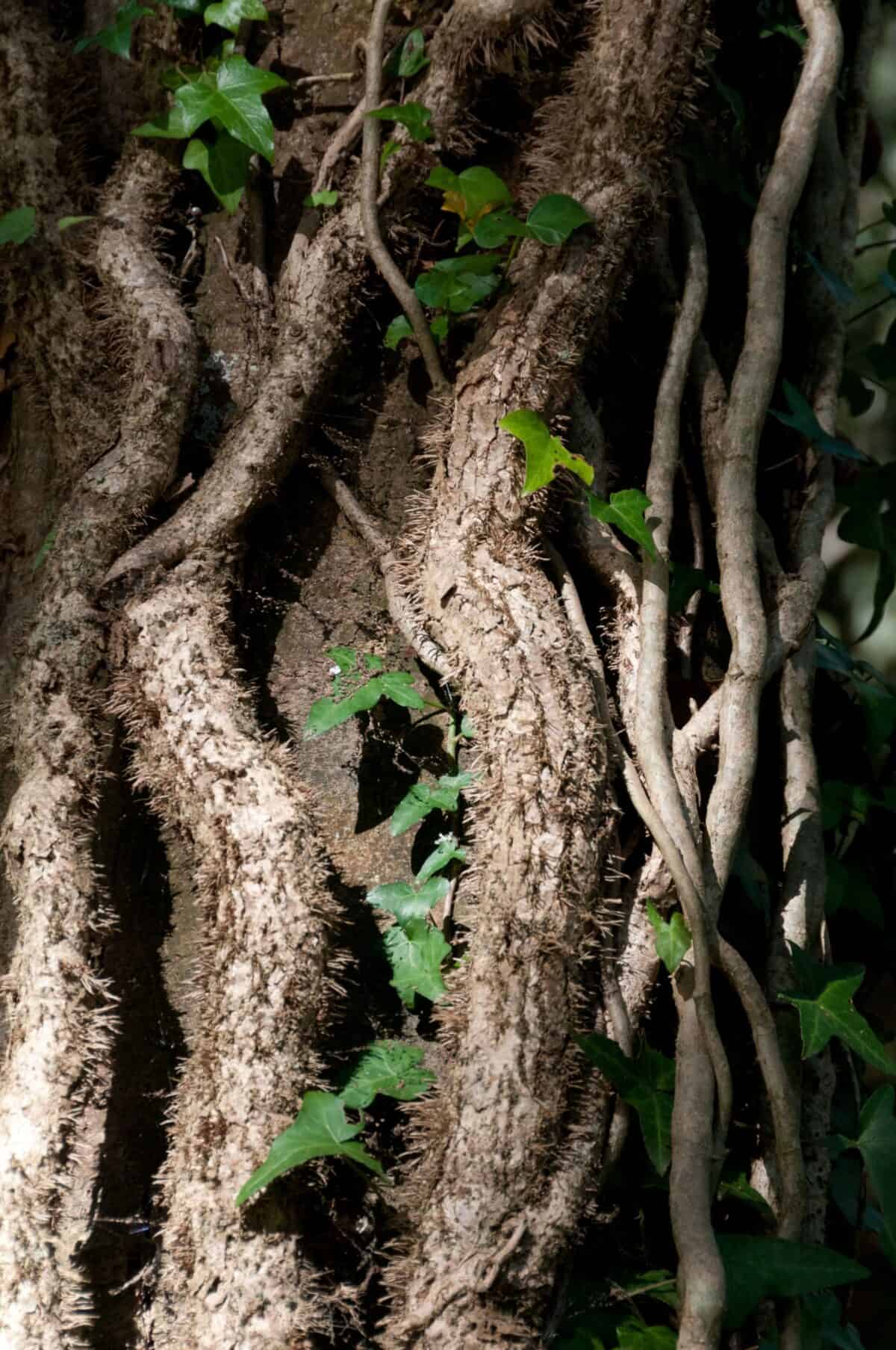 Vine roots and ivy on a tree in Waterworks Valley, St. Lawrence