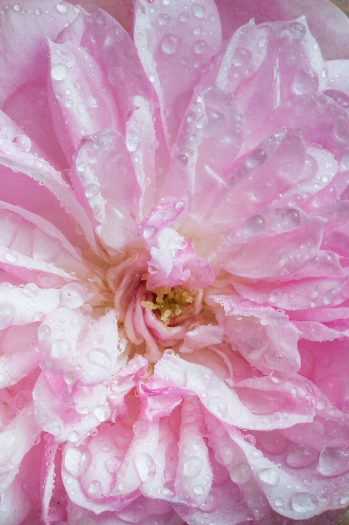 Close up of some little water droplets on a pink flower
