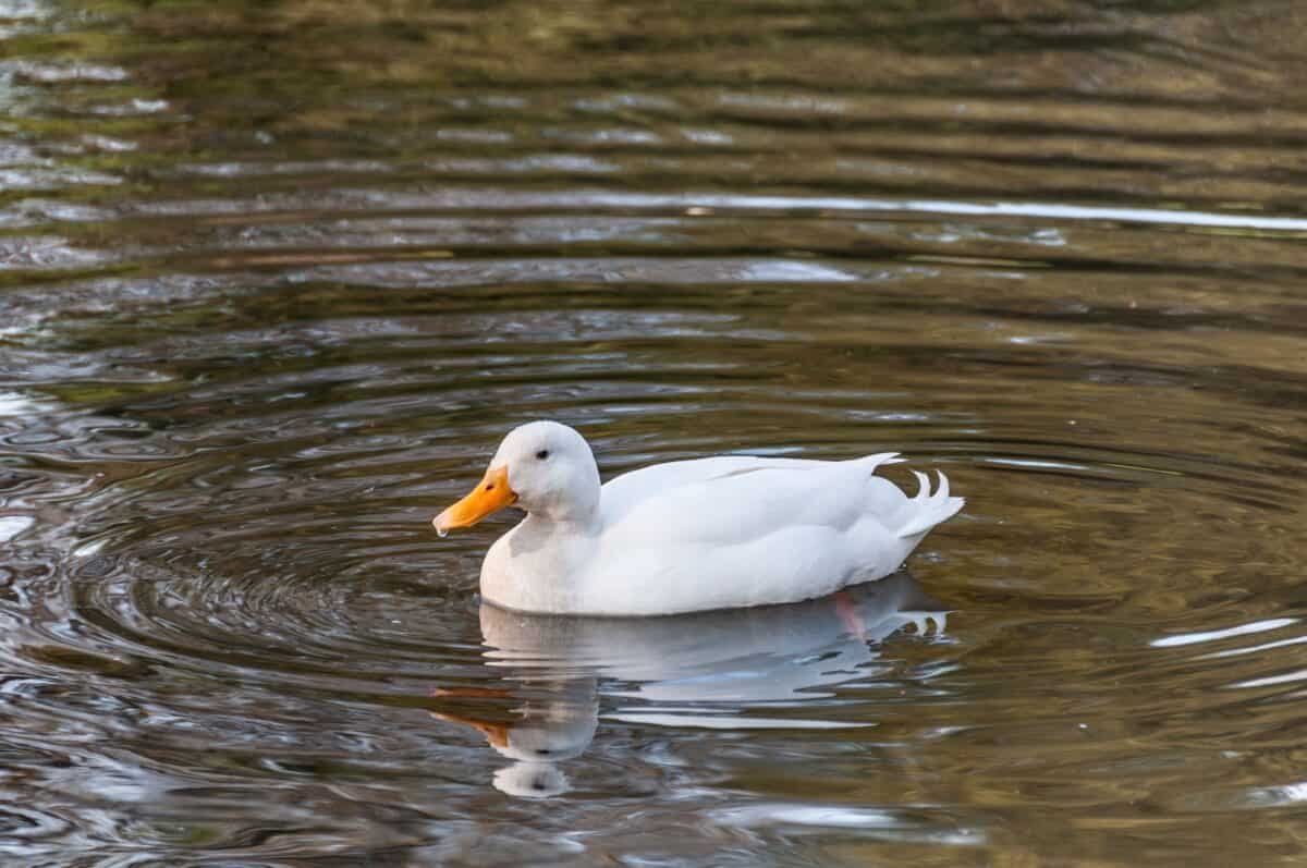 Beautiful white duck on a pond, Lion Park, St. Lawrence, Jersey