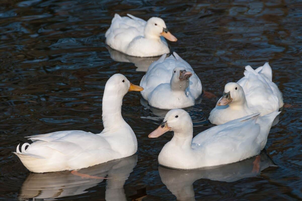 Beautiful white ducks on a pond at Lion Park, St. Lawrence