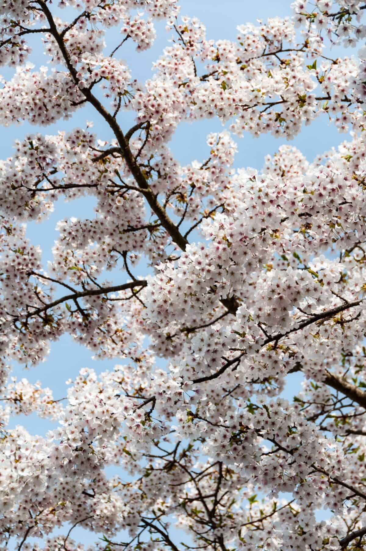 Beautiful white tree blossom at Lion Park, St. Lawrence, Jersey