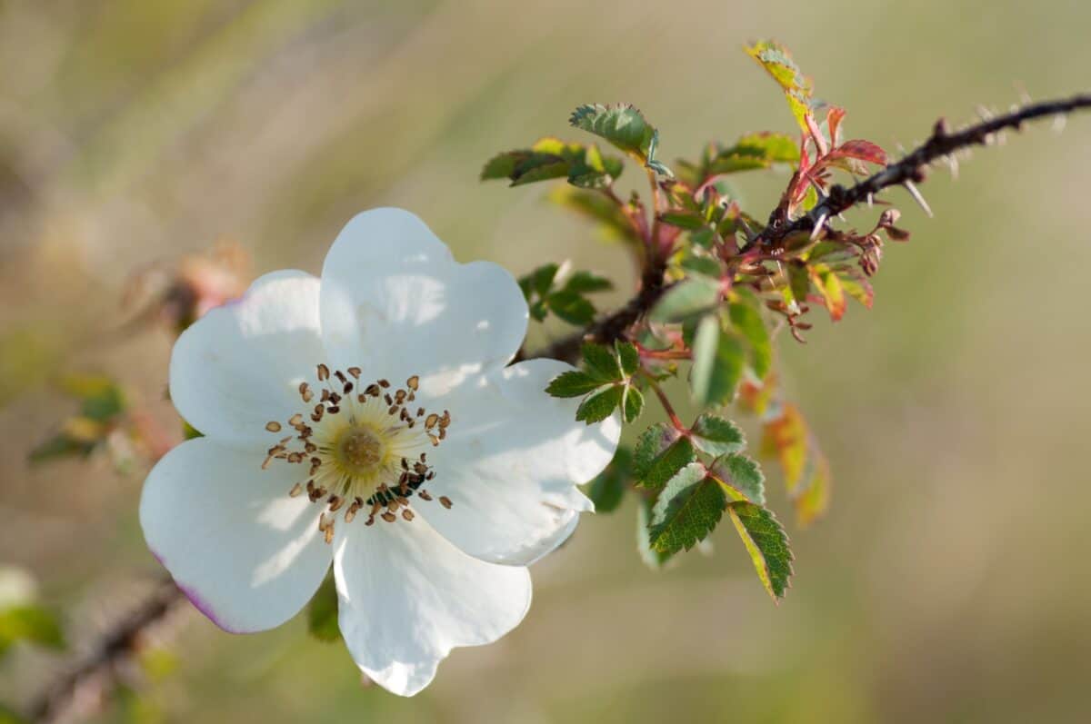 Wild burnett rose at Les Blanches Banques (The Sand Dunes)