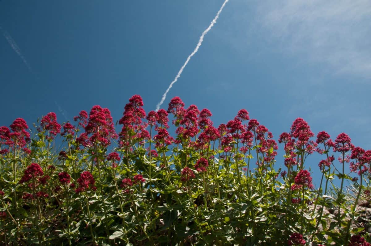 Wild flowers on a wall, in a lane, in St. Ouen, with a blue sky