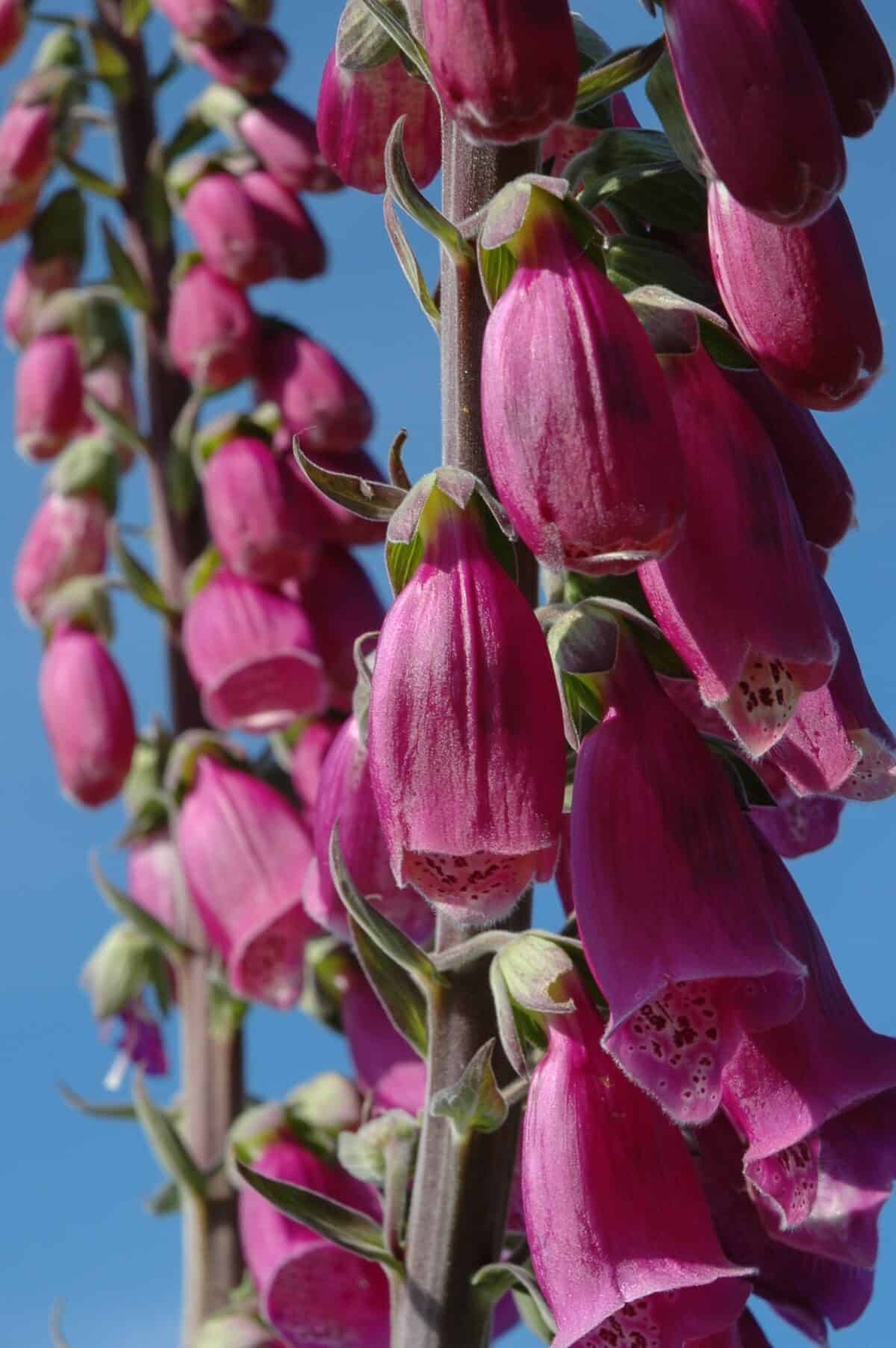 Wild foxgloves with a blue sky, on the cliff path at White Rock