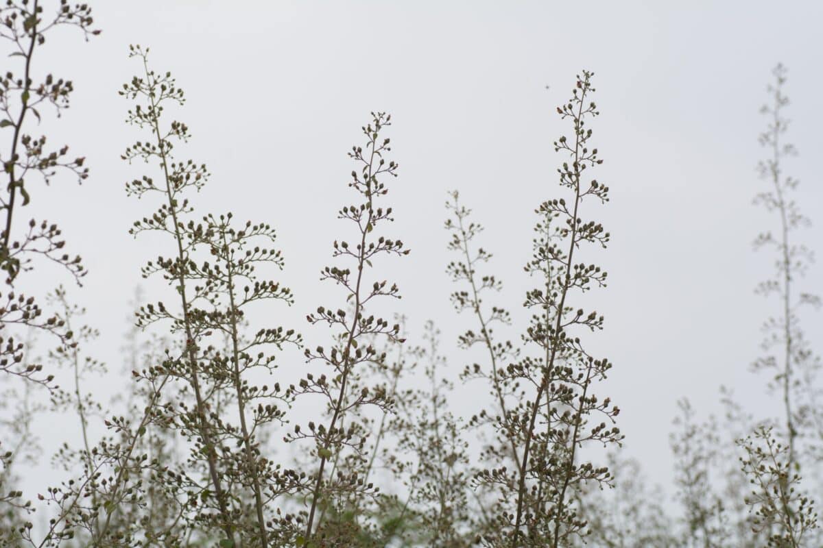 Wild plants in a field near Beauport, St. Brelade, Jersey