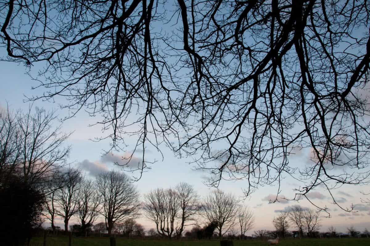 Winter trees in a field at sunset in St. Saviour, Jersey