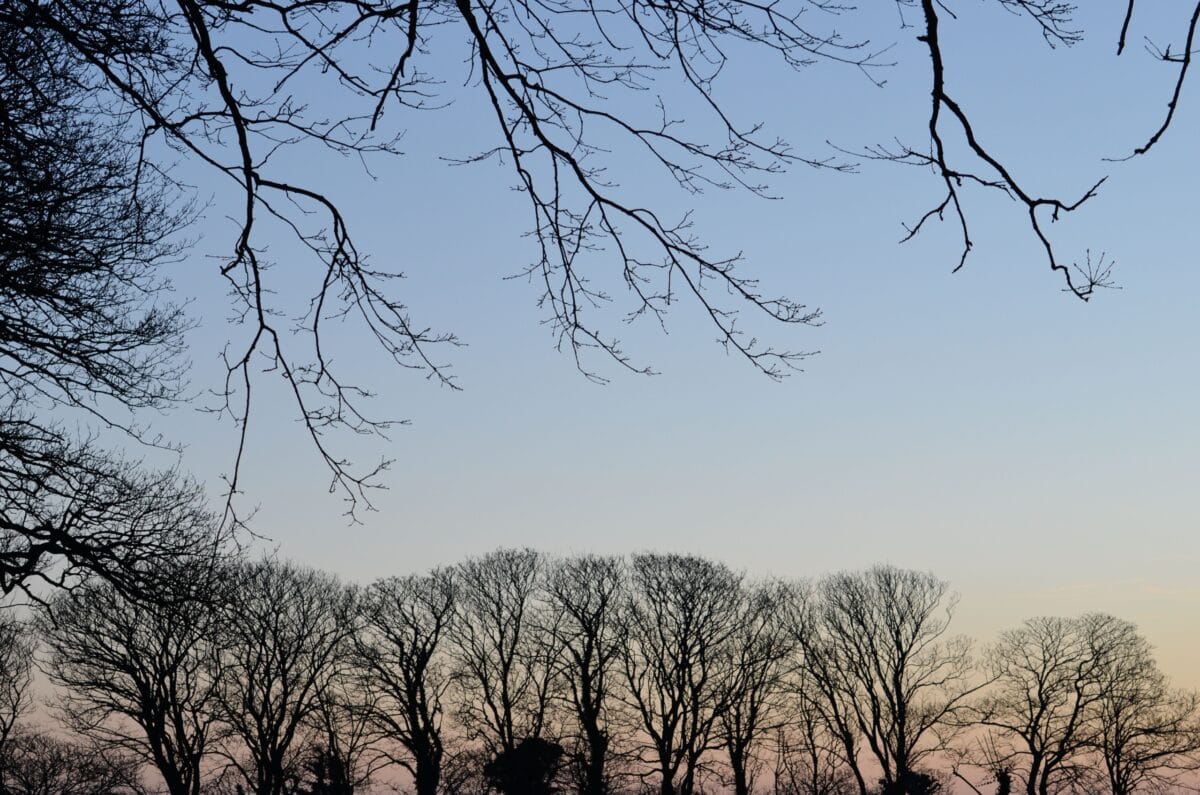 Winter trees in the countryside at sunset, Jersey