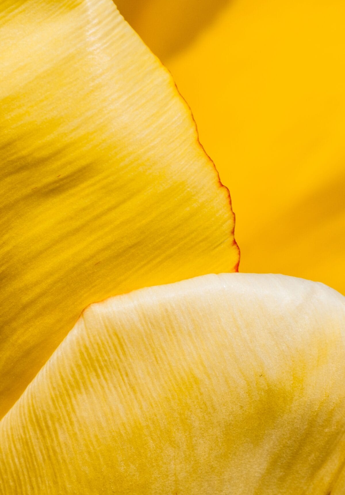 Close up of some yellow daffodil petals, Jersey, Channel Islands