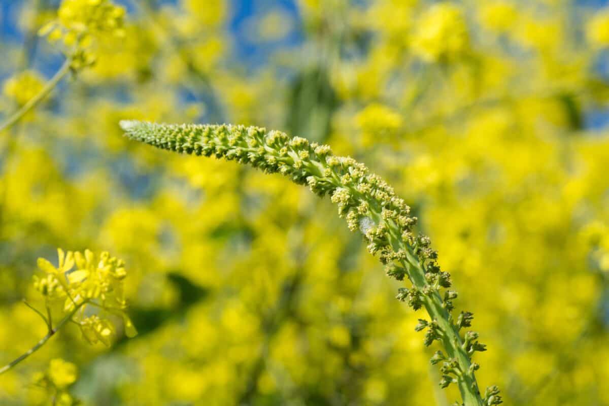 Yellow wild flowers and rapeseed in a field in bright sunshine