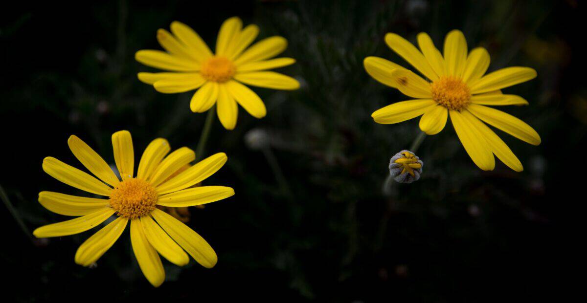 Close up of some yellow wild flowers, taken at Bouley Bay Pier