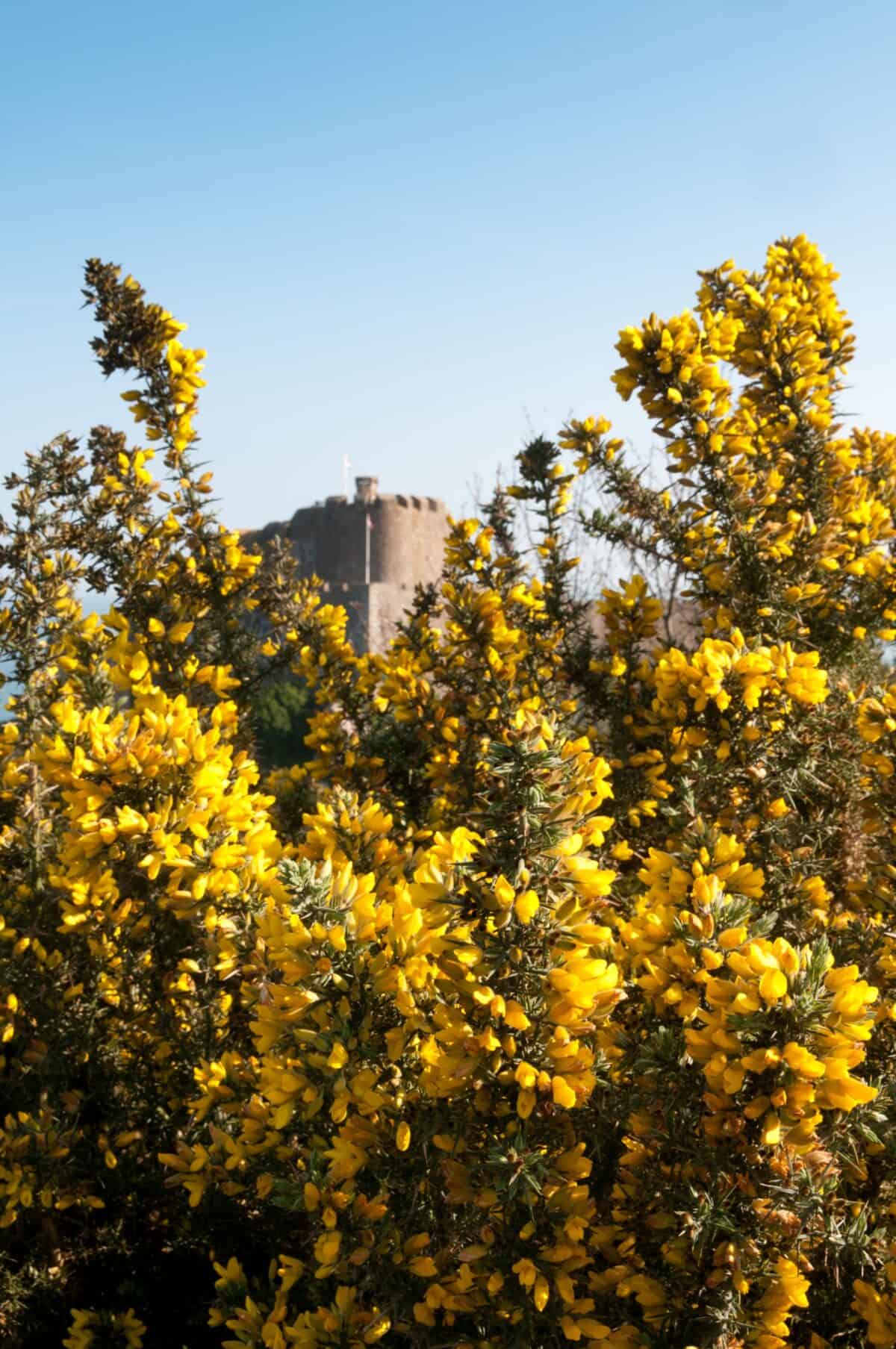 A yellow gorse bush framing the top of Gorey Castle, St. Martin