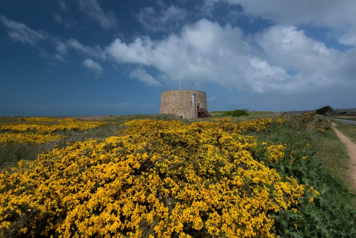 Yellow gorse in front of Kempt Tower with blue sky and clouds