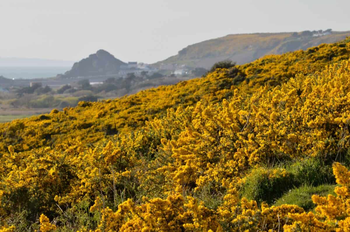 Yellow gorse in full bloom at Mont de la Mare, St. Peter, Jersey