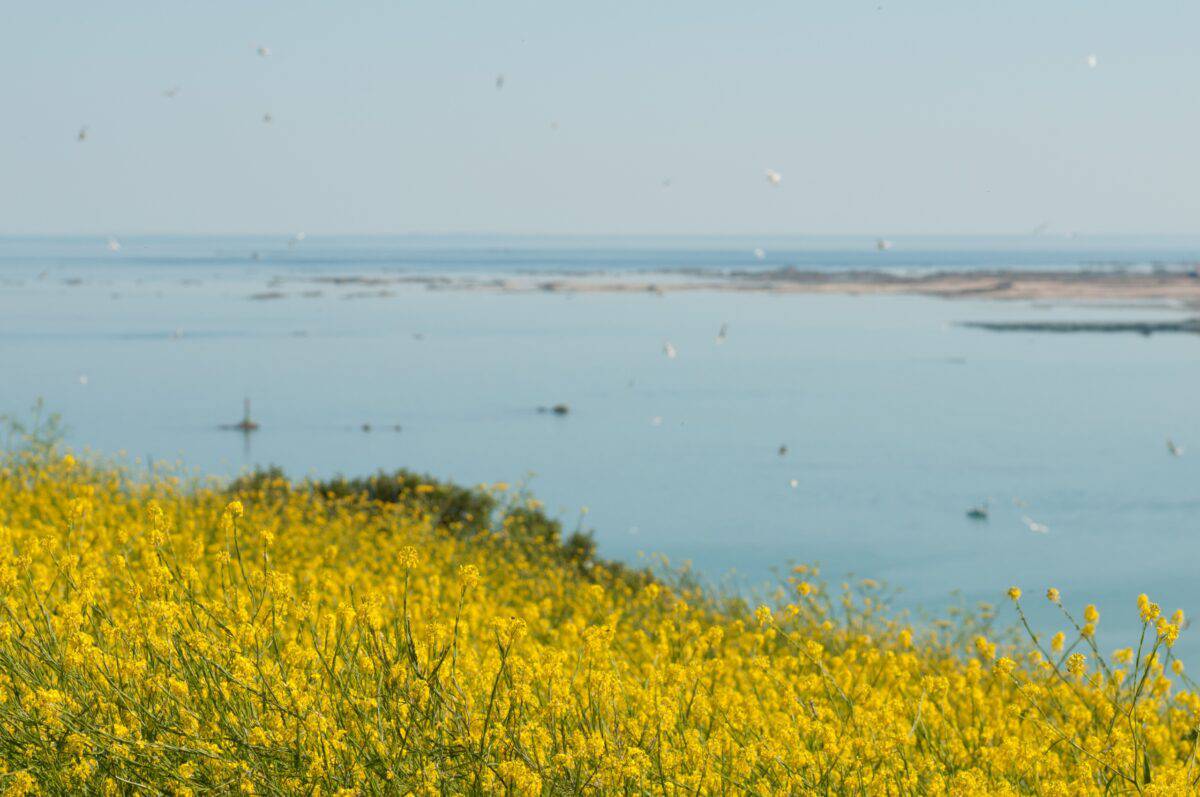 Yellow rapeseed on a headland with tranquil blue sea behind