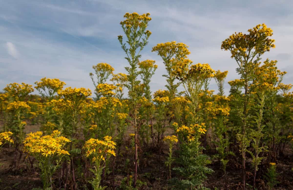 Yellow wild flowers in a field near Beauport, St. Brelade