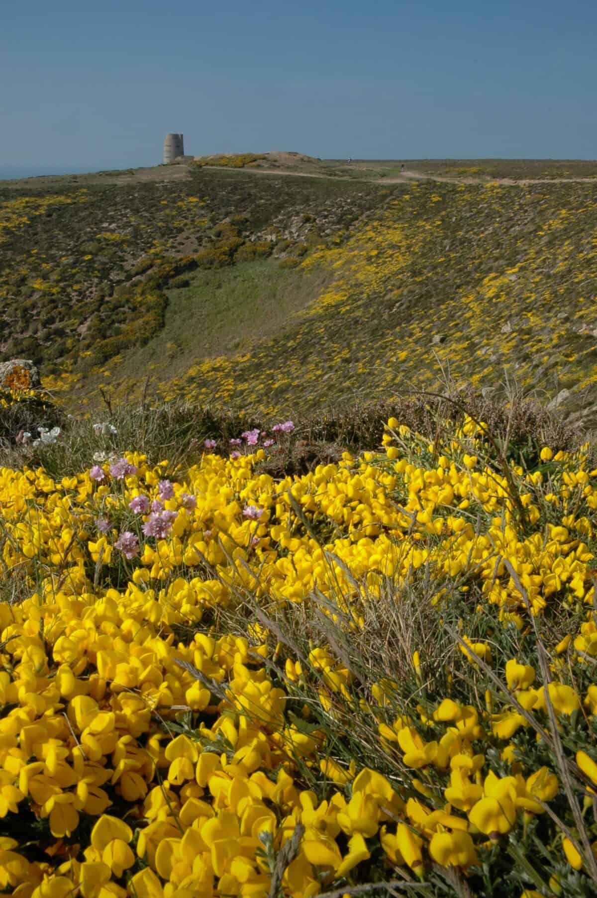 Yellow wildflowers from the cliff path looking towards MP3 Tower